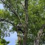 Photo of MGO Tree Services