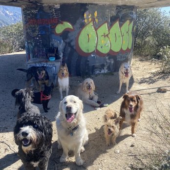 Pathfinder Pack Hikes - Dog Walkers Near Me Pathfinder Pack Hikes - Dog Walkers Near Me