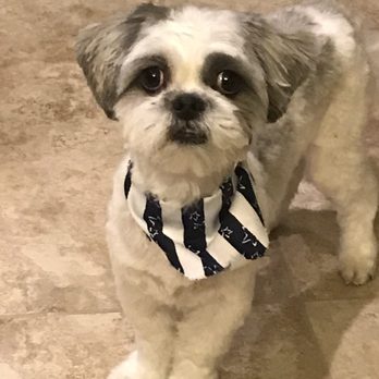 Poshy Paws - Pet Groomers Near Me Poshy Paws - Pet Groomers Near Me
