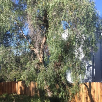 Charles Tree Service - Before being removed - Tree Services Near Me - Lemon Grove, California