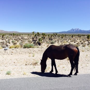 Bonanza Trail - Hiking Near Me - Las Vegas, Nevada Bonanza Trail - Hiking Near Me - Las Vegas, Nevada