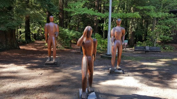 Redwoods – Whakarewarewa Forest by null