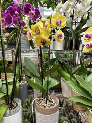 Dahing Plants & Landscaping by null