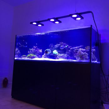 Strictly Fish - Aquarium Services Near Me - Miami, Florida