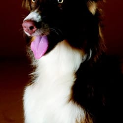 KSSimages - Your Baby and Barkers Photographer