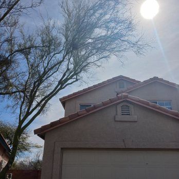 Caring Hands Landscaping - Trimmed tree, after photo - Landscaping Near Me