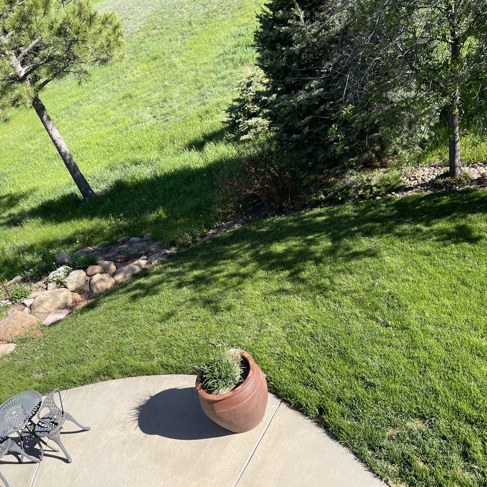 Backyard...looking good! Backyard...looking good!