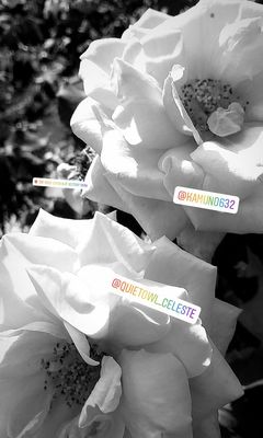 Rose Garden at Victory Park by null