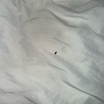 Quality Inn and Suites - Bed bugs - Hotels Near Me - Ruther Glen, Virginia Quality Inn and Suites - Bed bugs - Hotels Near Me - Ruther Glen, Virginia
