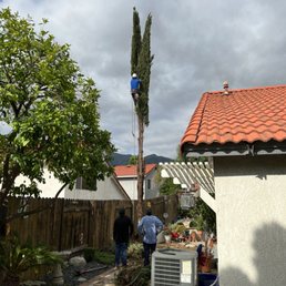 Cypress tree removal.