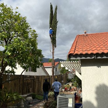 Monte Cielo Landscape - Cypress tree removal. - Landscaping Near Me