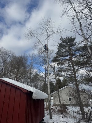 Arnold Tree Care on Yelp