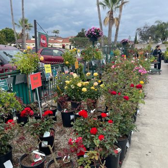 Armstrong Garden Centers - Nurseries & Gardening Near Me - Los Angeles, California Armstrong Garden Centers - Nurseries & Gardening Near Me - Los Angeles, California