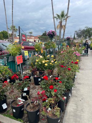 Armstrong Garden Centers by null