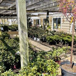 Ivy Nursery - Outside