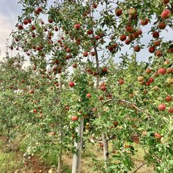 Perry Lowe Orchards - Apple Tree
