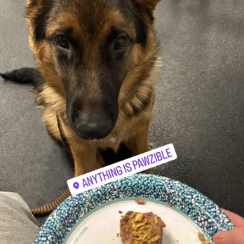 Anything Is Pawzible - Pet Training Near Me - Chicago, Illinois Anything Is Pawzible - Pet Training Near Me - Chicago, Illinois