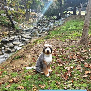 Dogtown K9 Care - Pet Training Near Me Dogtown K9 Care - Pet Training Near Me