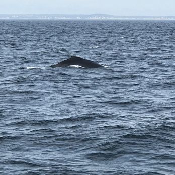 Cape Ann Whale Watch - Boat Charters Near Me - Gloucester, Massachusetts