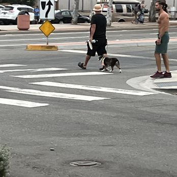 Piper - I saw an azzie! - New American Near Me - Oceanside, California Piper - I saw an azzie! - New American Near Me - Oceanside, California