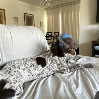 Veterinary Eye Clinic - Rocking his face shield - Veterinarians Near Me - Alhambra, California Veterinary Eye Clinic - Rocking his face shield - Veterinarians Near Me - Alhambra, California