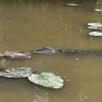 Cajun Encounters Tour Company - Tours Near Me - Slidell, Louisiana