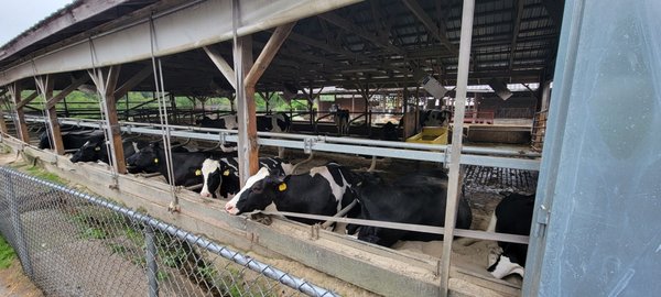 Wright's Dairy Farm and Bakery by null