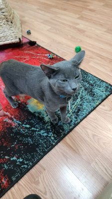 Catnip Cat Cafe by null