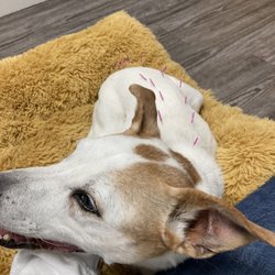 Cedar River Animal Hospital - Dog receiving acupuncture