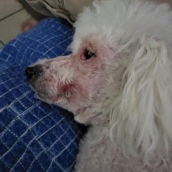 Petrichor Pet Salon - Dog's injured face - Pet Groomers Near Me - Costa Mesa, California Petrichor Pet Salon - Dog's injured face - Pet Groomers Near Me - Costa Mesa, California