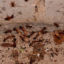 Don’t Bug Out Pest Control - Carpenter Ants