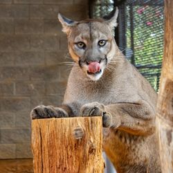 Tiger Creek Animal Sanctuary - Alema, female cougar