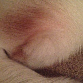 Shady Grove Kennels - Pet Sitting Near Me - Gilbert, South Carolina
