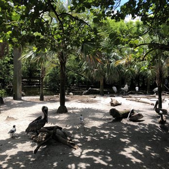 Flamingo Gardens - Birds area with a lot of pelicans - Botanical Gardens Near Me - Davie, Florida Flamingo Gardens - Birds area with a lot of pelicans - Botanical Gardens Near Me - Davie, Florida