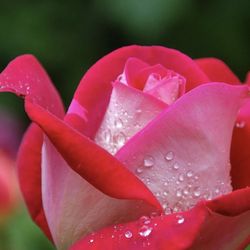 Byron's Flowers - Roses from Byron