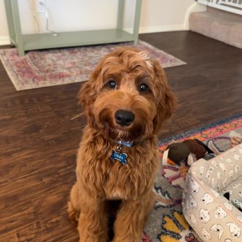 Wag'N Bone Dog Grooming & Day Care - The Village Dallas - After the groom!! Tell me he's not smiling! - Pet Groomers Near Me - Dallas, Texas