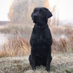 Gungho Dog Training - Rue