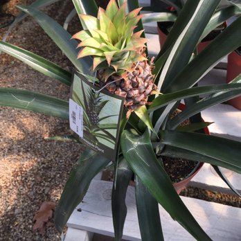 McCue Garden Center - Nurseries & Gardening Near Me - Woburn, Massachusetts