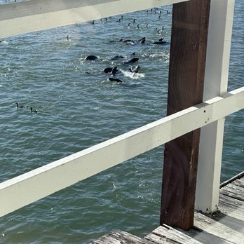 Firefish Grill - Seals having an afternoon snack of anchovies - New American Near Me - Santa Cruz, California Firefish Grill - Seals having an afternoon snack of anchovies - New American Near Me - Santa Cruz, California