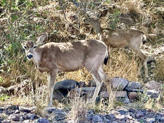 Davis Mountains State Park by null