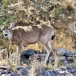 Davis Mountains State Park - Mule deer