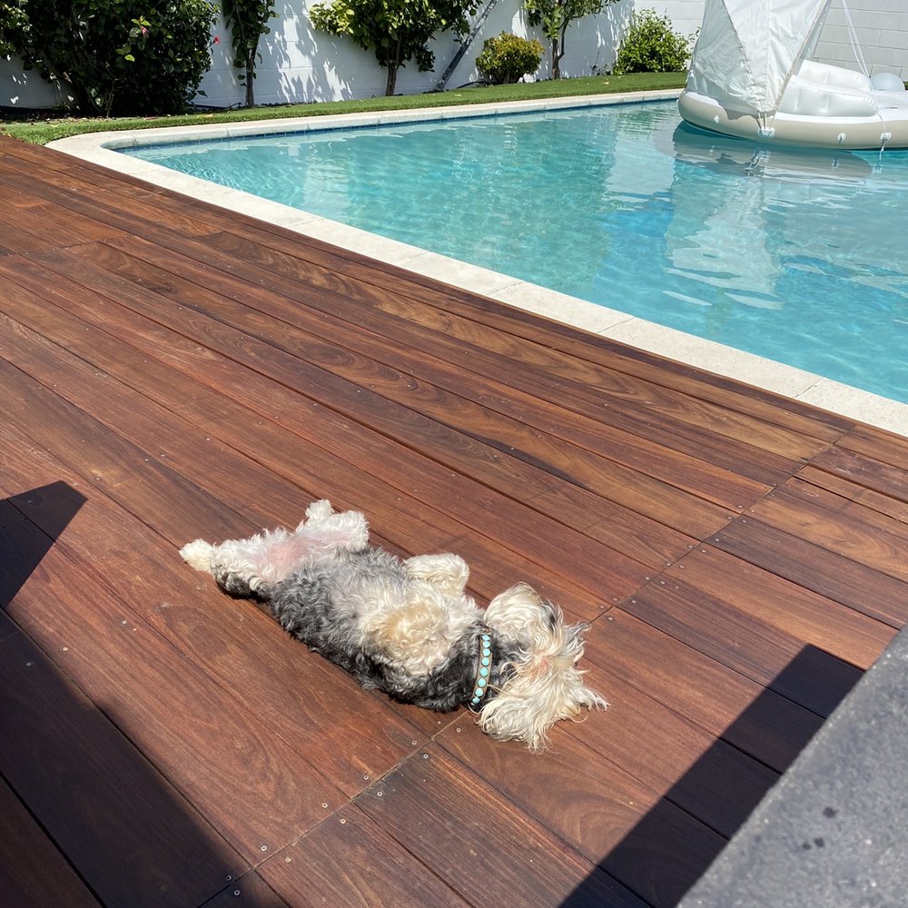 Teak Master - Doggie enjoying the newly refinished deck! - Refinishing Services Near Me - South El Monte, California Teak Master - Doggie enjoying the newly refinished deck! - Refinishing Services Near Me - South El Monte, California