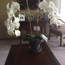 Lovely orchid from Lilypots