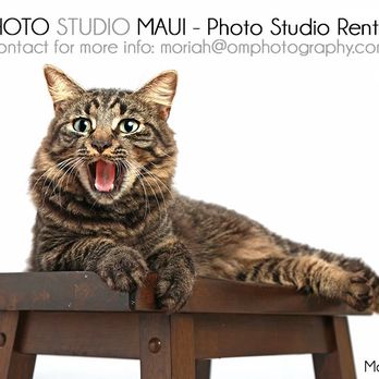 Photo Studio Maui - Art Space Rentals Near Me Photo Studio Maui - Art Space Rentals Near Me