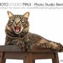 Photo of Photo Studio Maui