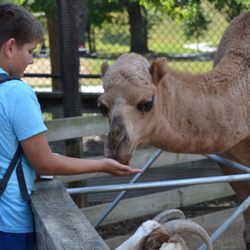 Randall Oaks Zoo