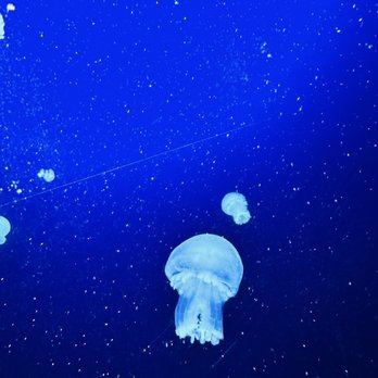 Acuario Mazatlan - Aquariums Near Me - Mazatlán, SIN