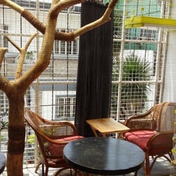 Miao Cat Cafe