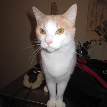 Cuddles and Tails Pet Services - Pumpkin - Pet Sitting Near Me - New York, New York Cuddles and Tails Pet Services - Pumpkin - Pet Sitting Near Me - New York, New York