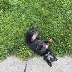 Khunamokwst Park - Grass is good for rolling according to Scout :)